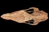 18.2" Running Rhino (Subhyracodon) Skull - South Dakota - #131361-7